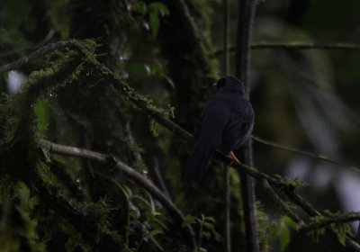 Black-faced Solitaire 3809.JPG
