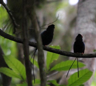 Long-tailed Manakins 4161.JPG