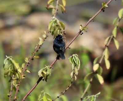 Blue-black Grassquit 4326.JPG