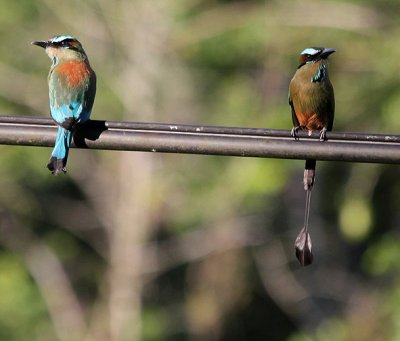 Turquoise-browed Motmots 4382.JPG