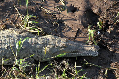 American Crocodile 4410.JPG