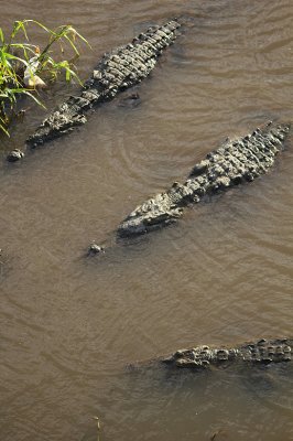American Crocodiles 4421.JPG