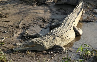 American Crocodile 4427.JPG