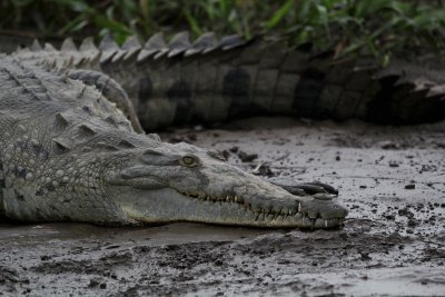 American Crocodile 4487.JPG