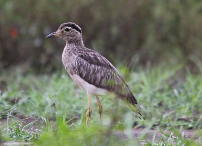 Double-striped Thick-knee 4501.JPG