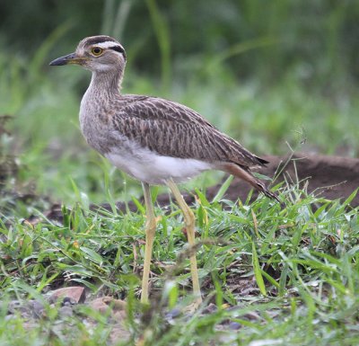 Double-striped Thick-knee 4506.JPG