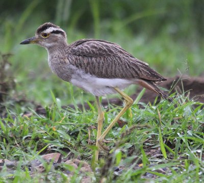 Double-striped Thick-knee 4510.JPG