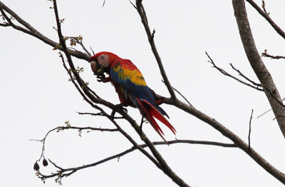 Scarlet Macaw 4546.JPG