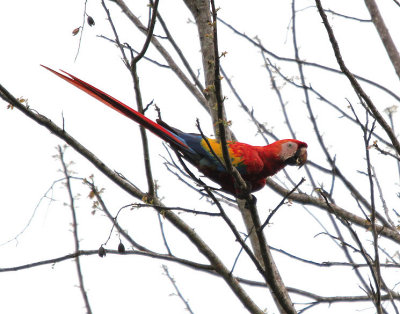 Scarlet Macaw 4547.JPG