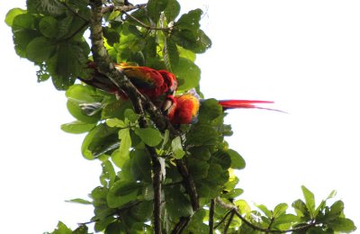 Scarlet Macaws 4590.JPG