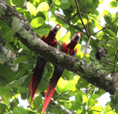 Scarlet Macaws 4595.JPG