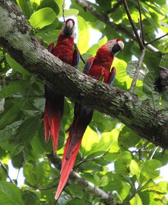 Scarlet Macaws 4597.JPG