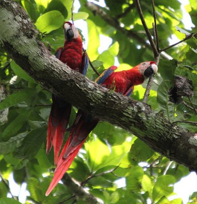 Scarlet Macaws 4599.JPG