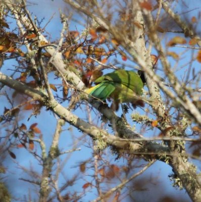 Guad Delta CBC - Green Jay 6566.jpg