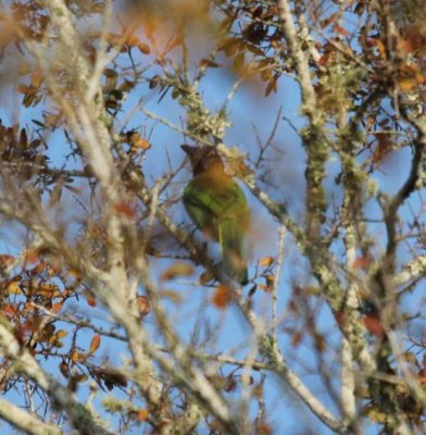 Guad Delta CBC - Green Jay 6567.jpg