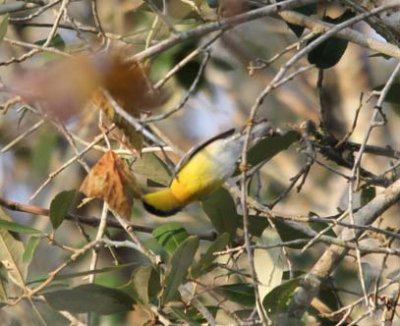 Guad Delta CBC - Tropical Parula 6596.jpg