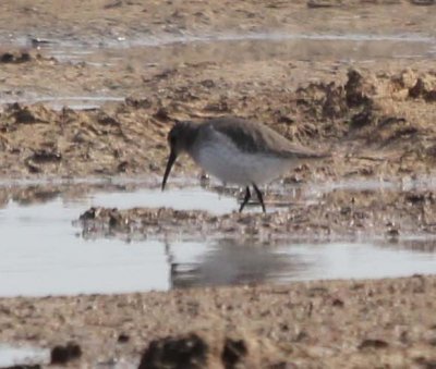 Brazos Bend CBC - Dunlin 6646.jpg