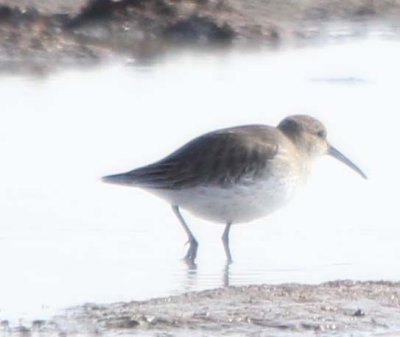 Brazos Bend CBC - Dunlin 6681.jpg