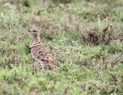 Double-banded Courser_0307.JPG