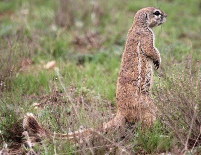 Ground Squirrel_0355.JPG