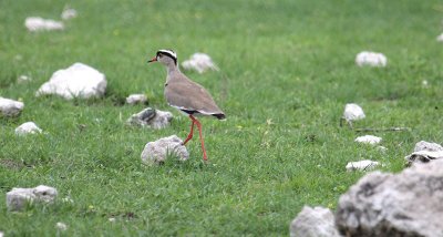 Crowned Lapwing_0376.JPG