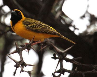 Southern Masked Weaver_0386.JPG