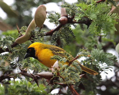 Southern Masked Weaver_0405.JPG