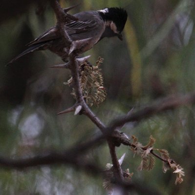 Ashy Tit_0408.JPG