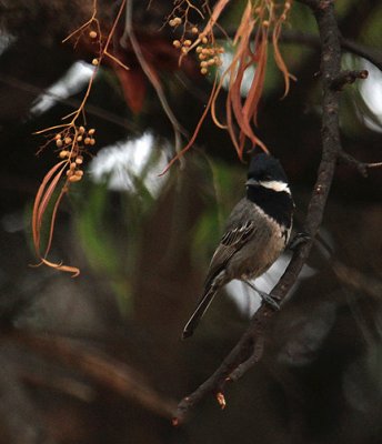 Ashy Tit_0413.JPG