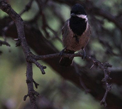 Ashy Tit_0420.JPG