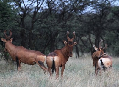 Red Hartebeest_0439.JPG