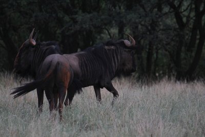 Blue Wildebeest_0445.JPG