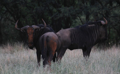 Blue Wildebeest_0448.JPG