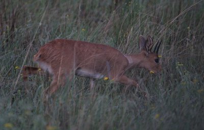 Steenbok_0451.JPG