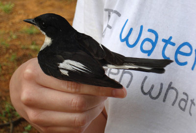Fiscal Flycatcher 02404.JPG