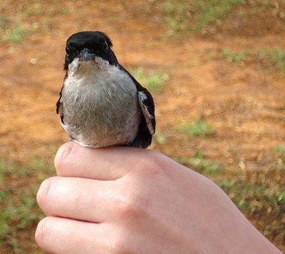 Fiscal Flycatcher 02405.JPG