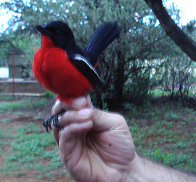 Crimson-breasted Shrike 02408.JPG