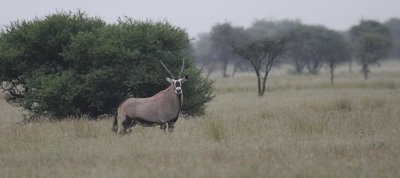 Gemsbok_0516.JPG