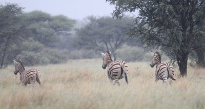 Burchell's Zebra_0520.JPG