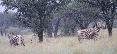Burchell's Zebra_0525.JPG