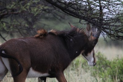 Sable_0527.JPG
