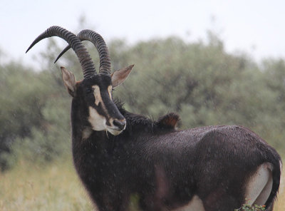 Sable_0530.JPG