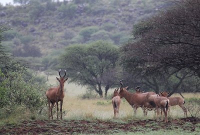 Red Hartebeest_0533.JPG