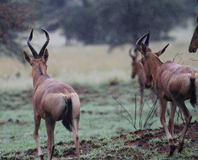 Red Hartebeest_0536.JPG