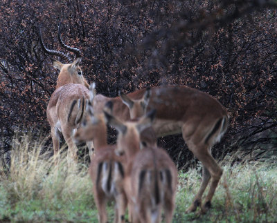 Impala_0539.JPG