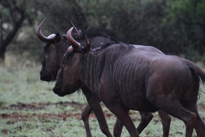 Blue Wildebeest_0548.JPG
