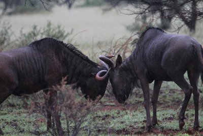 Blue Wildebeest_0551.JPG