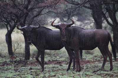 Blue Wildebeest_0561.JPG
