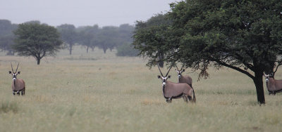 Gemsbok_0572.JPG