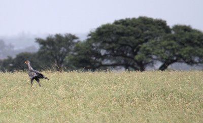 Secretarybird_0574.JPG
